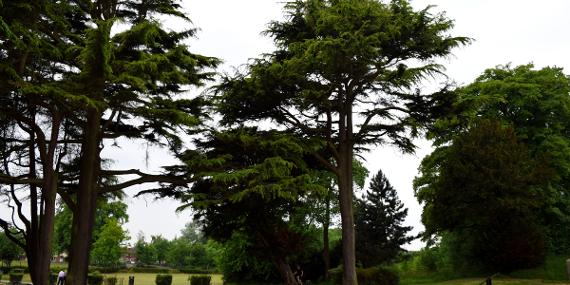 Main image: Trees in Grange Park near Grange Valley Nature Reserve.