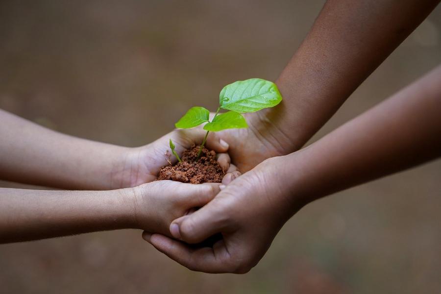 Hands holding a plant in soil